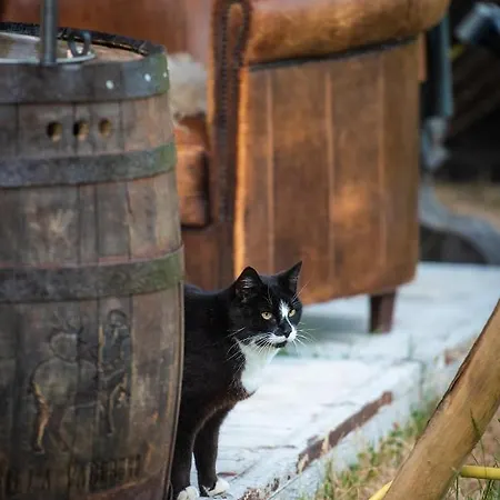 Slapen Tussen De Schapen In Tiny Wineyhouse Camping *