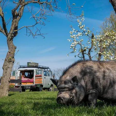 Slapen Tussen De Schapen In Tiny Wineyhouse