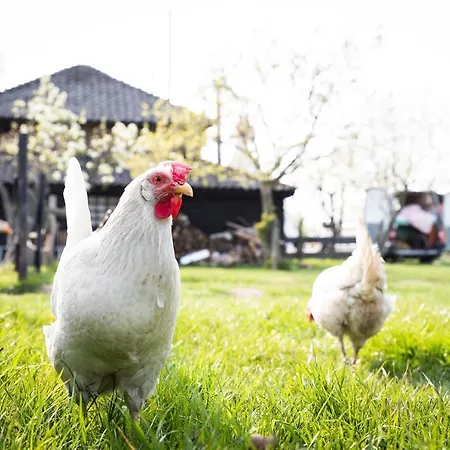 Camping Slapen Tussen De Schapen In Tiny Wineyhouse Zennewijnen