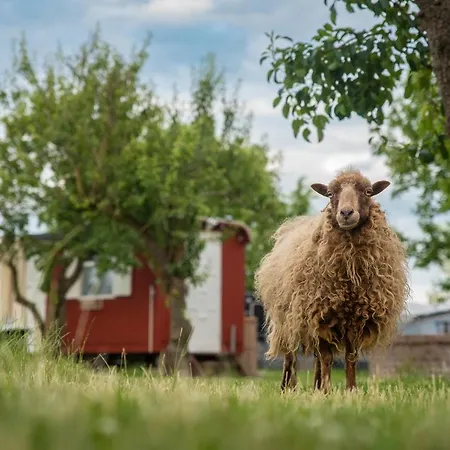 Camping Slapen Tussen De Schapen In Tiny Wineyhouse *