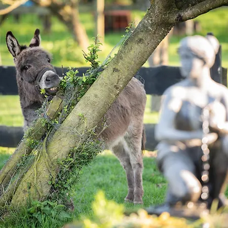 Camping Slapen Tussen De Schapen In Tiny Wineyhouse Zennewijnen