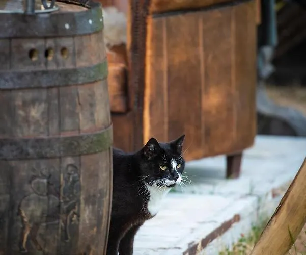 Tiny Wineyhouse No 1 Kemp *