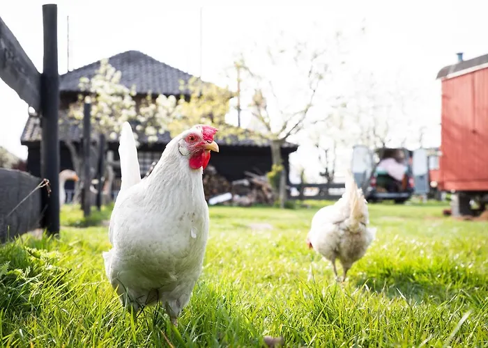 Kemp Tiny Wineyhouse No 1 Zennewijnen